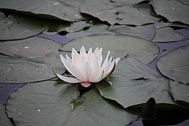 意大利2022年游戏销量排行：《FIFA》无悬念霸榜